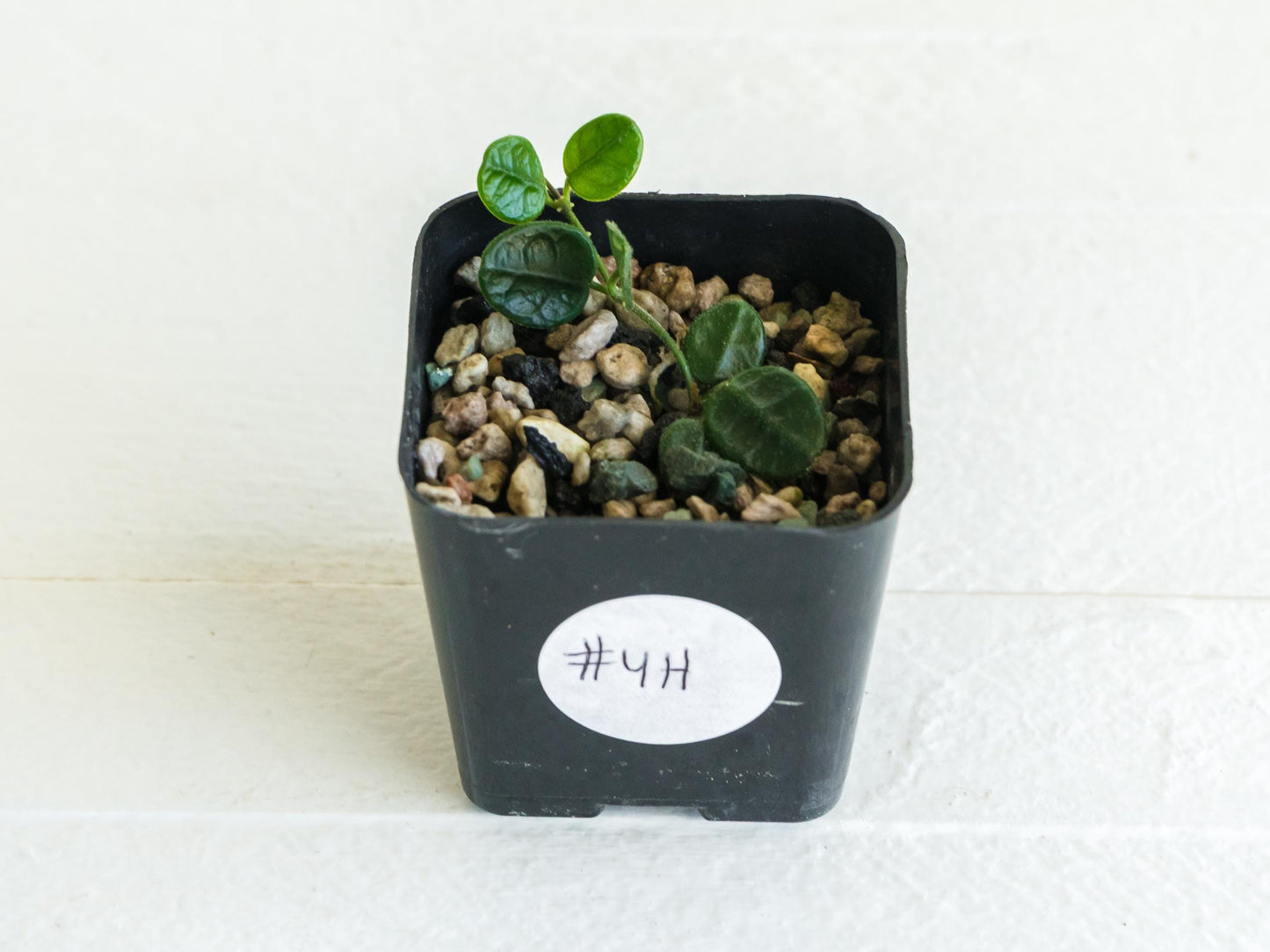 Hoya tengchongensis | 2-Inch