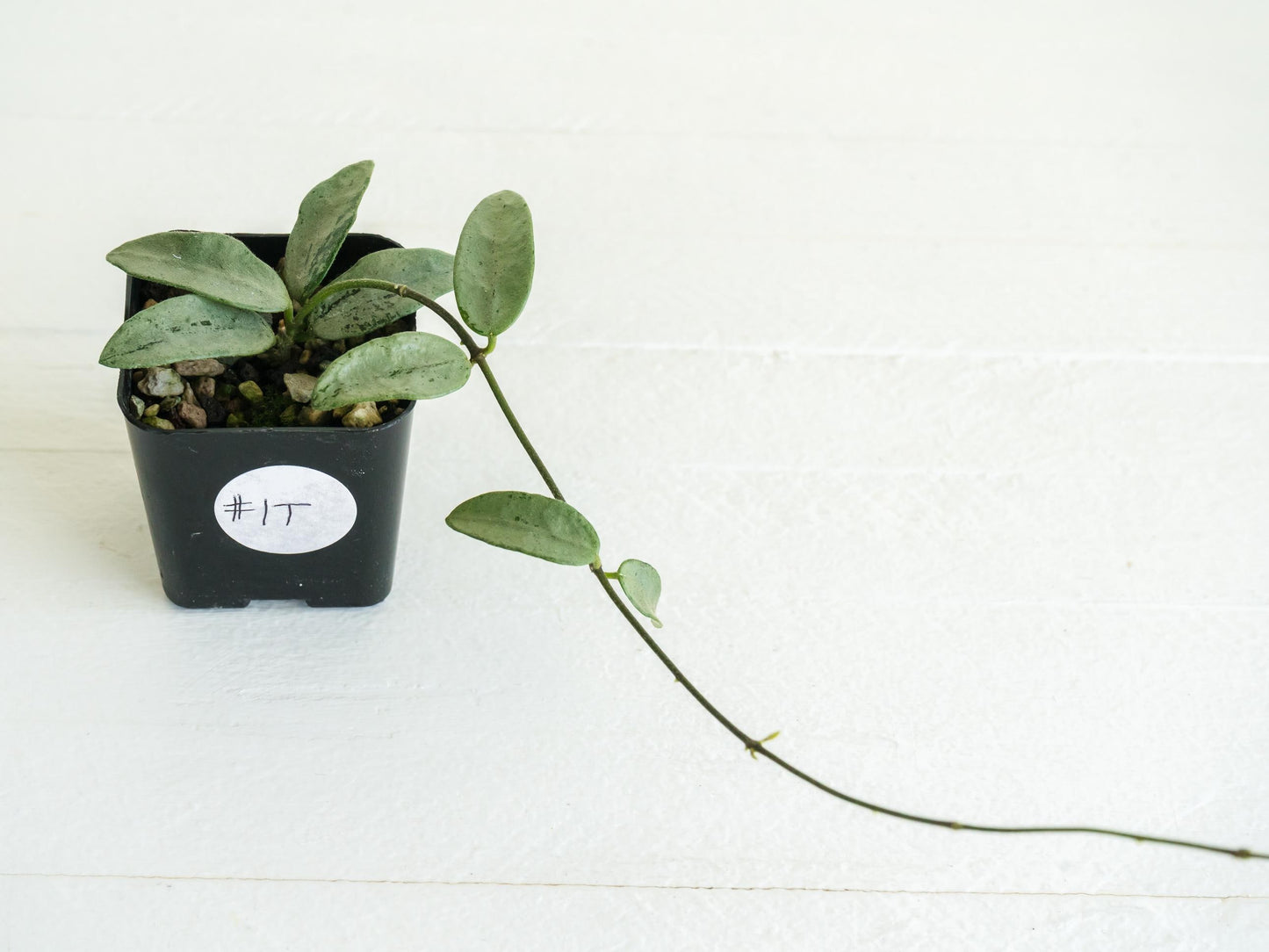 Hoya lima (Silver) | 2-Inch
