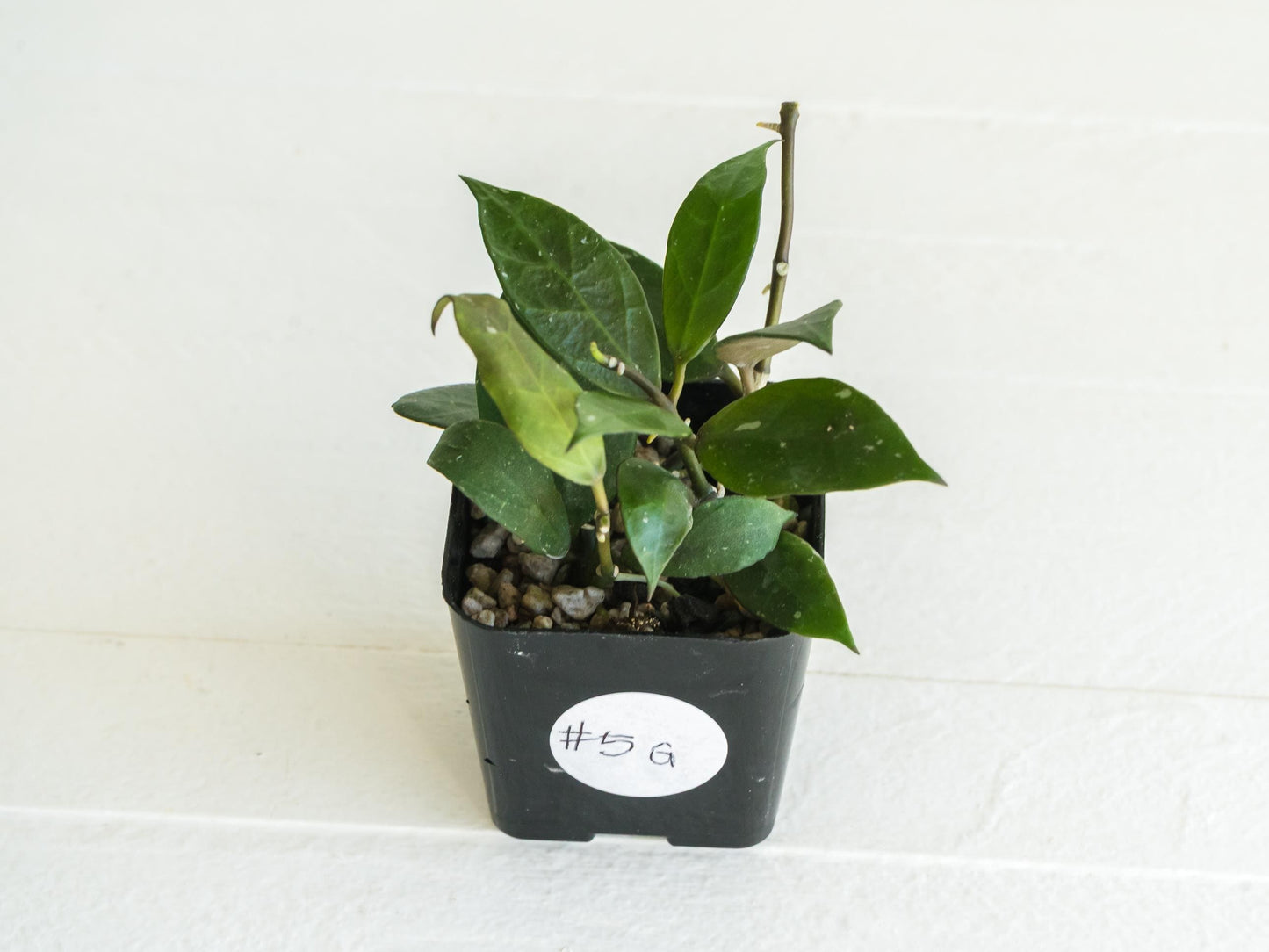 Hoya 'Rebecca' | 2-Inch