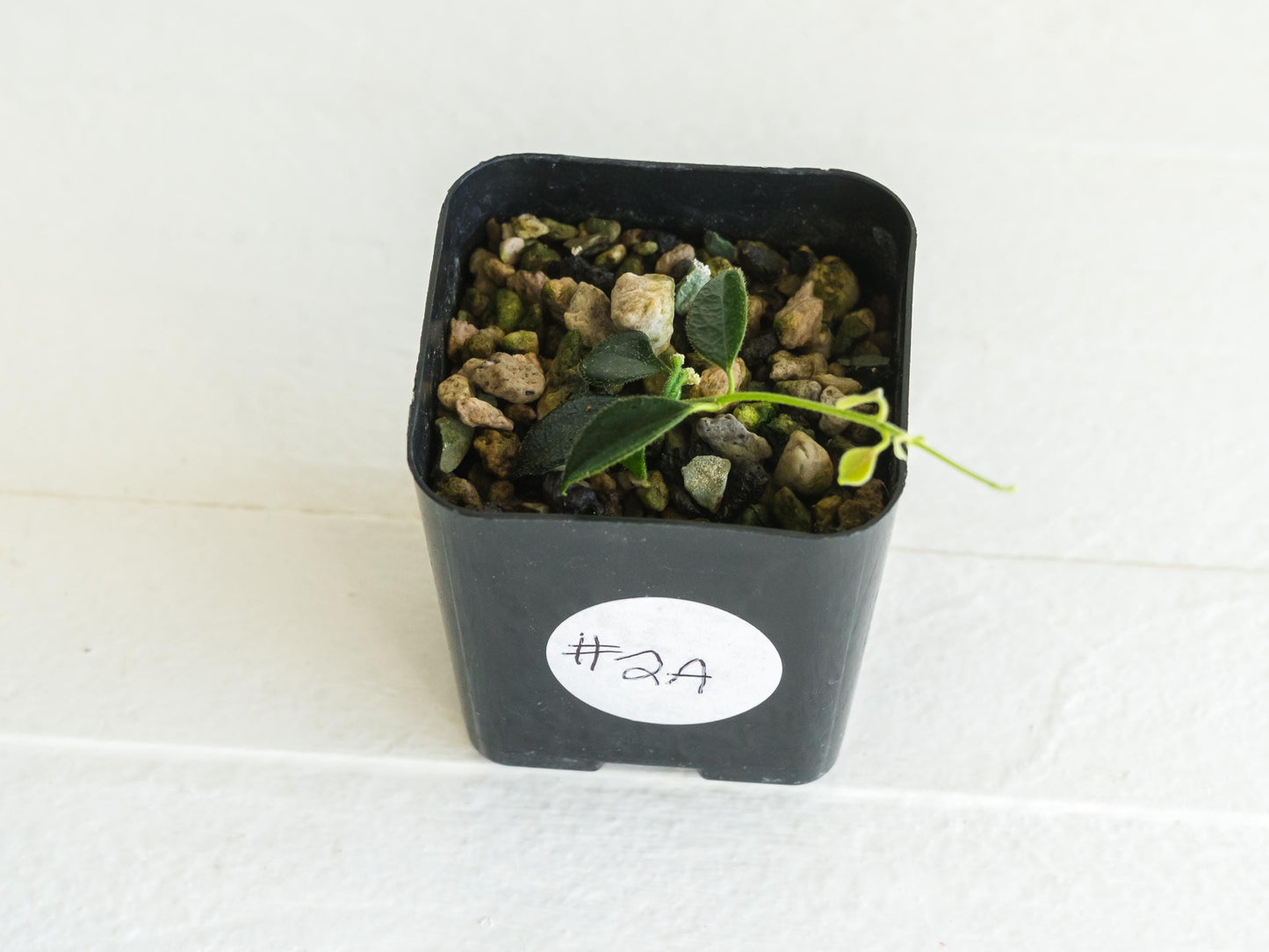 Hoya papua (PNG IM-08) | 2-Inch