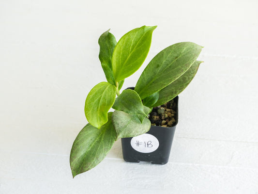 Hoya obscura (Silver) | 2-Inch