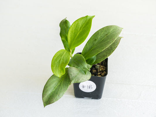 Hoya obscura (Silver) | 2-Inch