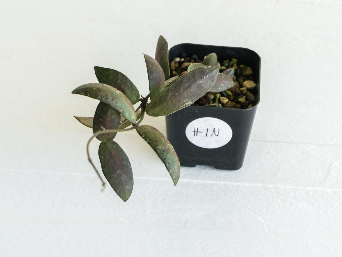 Hoya sigillatis 'Alas River' | 2-Inch