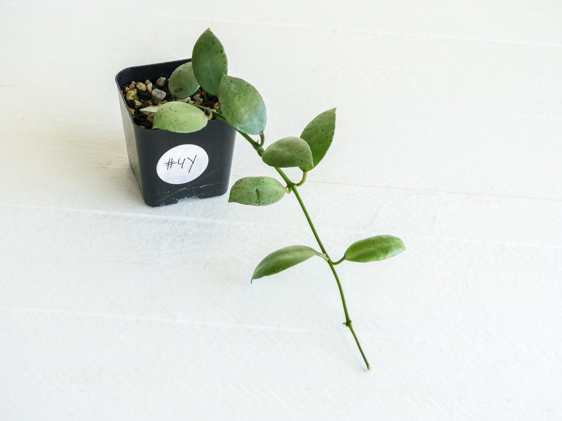 Hoya lacunosa 'Silver Mint Coin' | 2-Inch