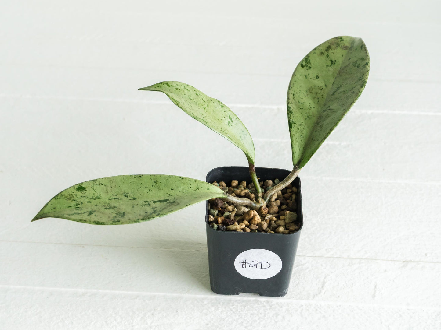 Hoya pubicalyx 'Pink Silver Ghost' | 2-Inch