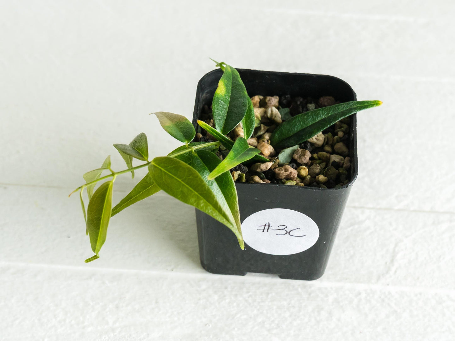 Hoya leucantha | 2-Inch