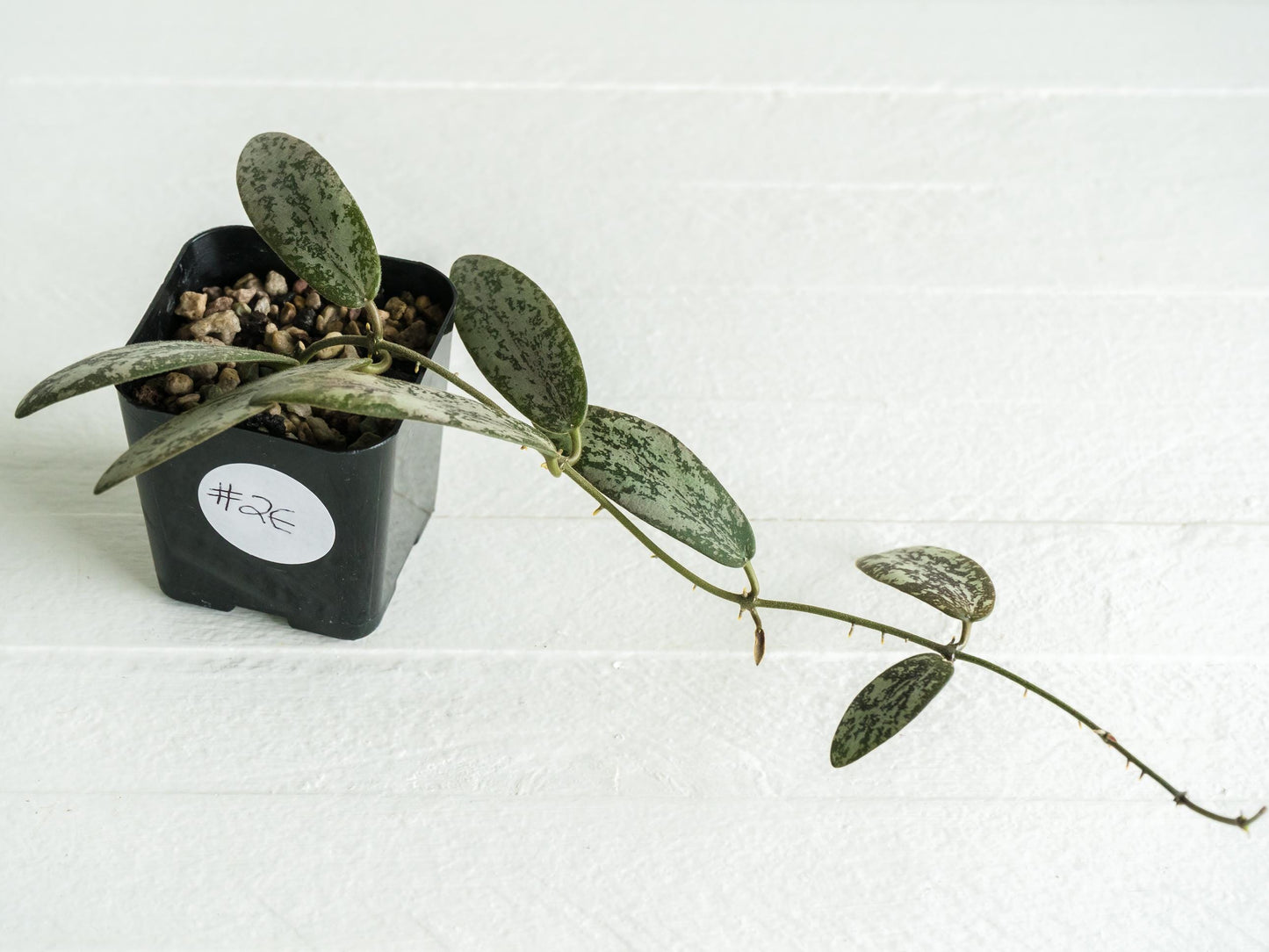 Hoya sigillatis 'Round Leaf' aka sigillatis (Silver) AH001 | 2-Inch