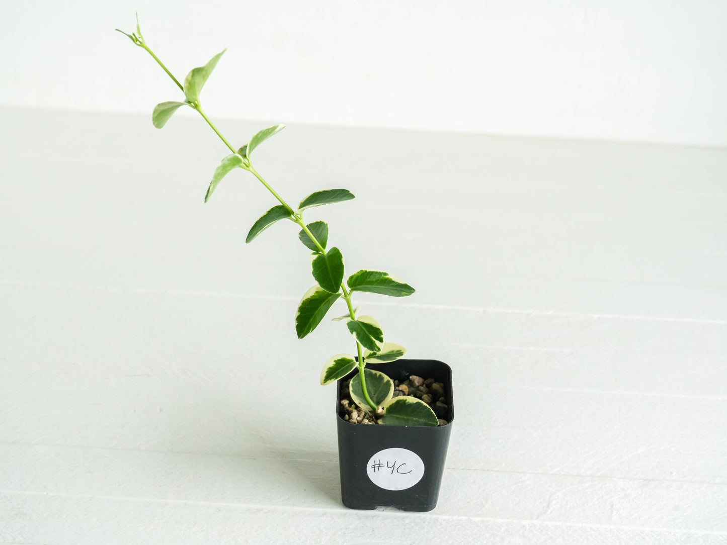 Hoya cumingiana (Albo | Outer Variegated) | 2-Inch