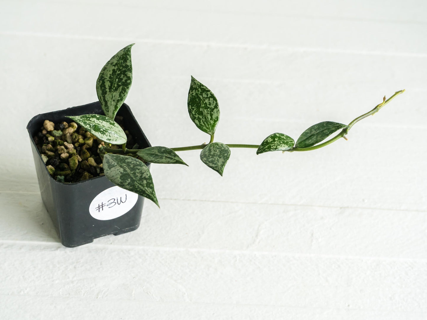 Hoya lacunosa 'Silver Lime' | 2-Inch