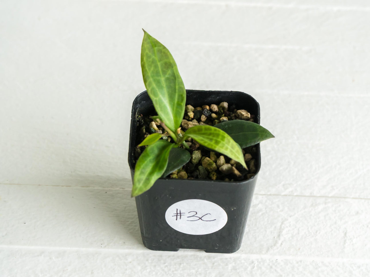 Hoya microdwarf (NS12-323) | 2-Inch