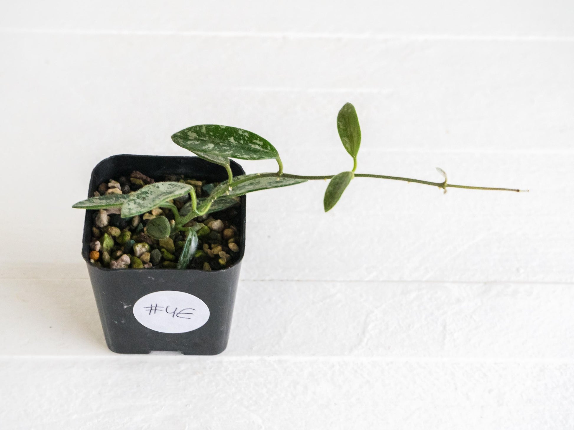 Hoya lima (Silver) | 2-Inch