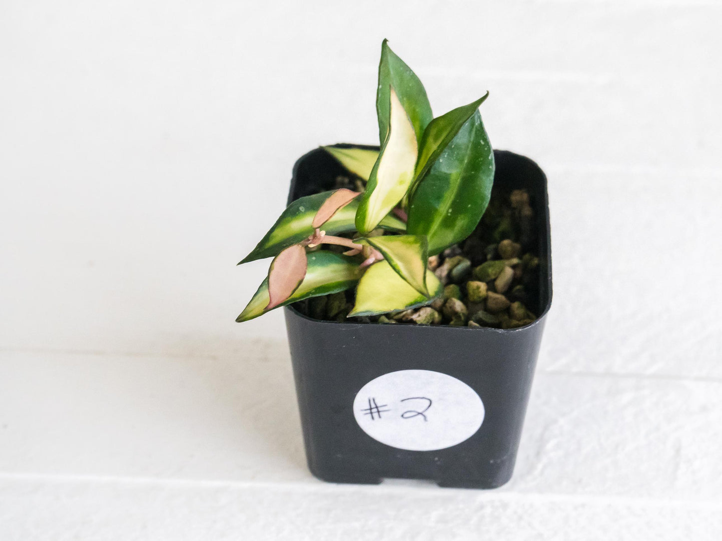 Hoya lacunosa 'Souma' | 2-Inch