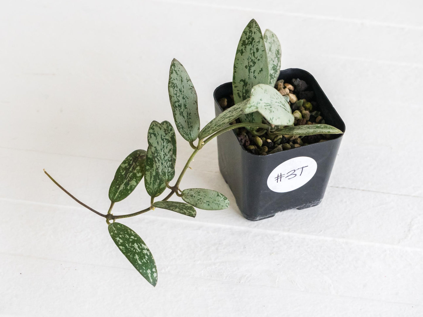 Hoya sigillatis 'Round Leaf' aka sigillatis (Silver) AH001 | 2-Inch