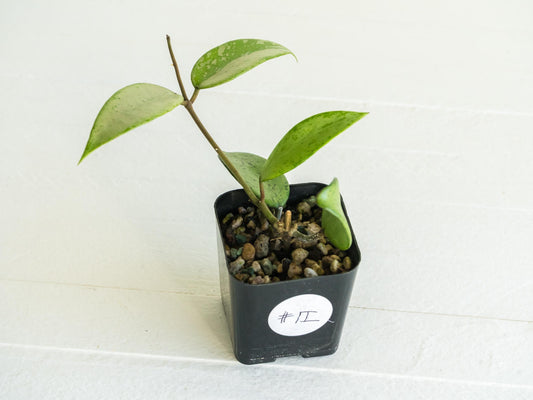 Hoya 'Snow Cui' (Silver) | 2-Inch
