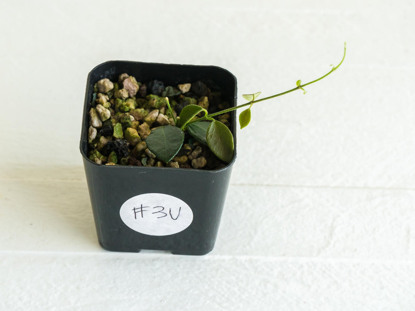 Hoya papua (PNG IM-08) | 2-Inch