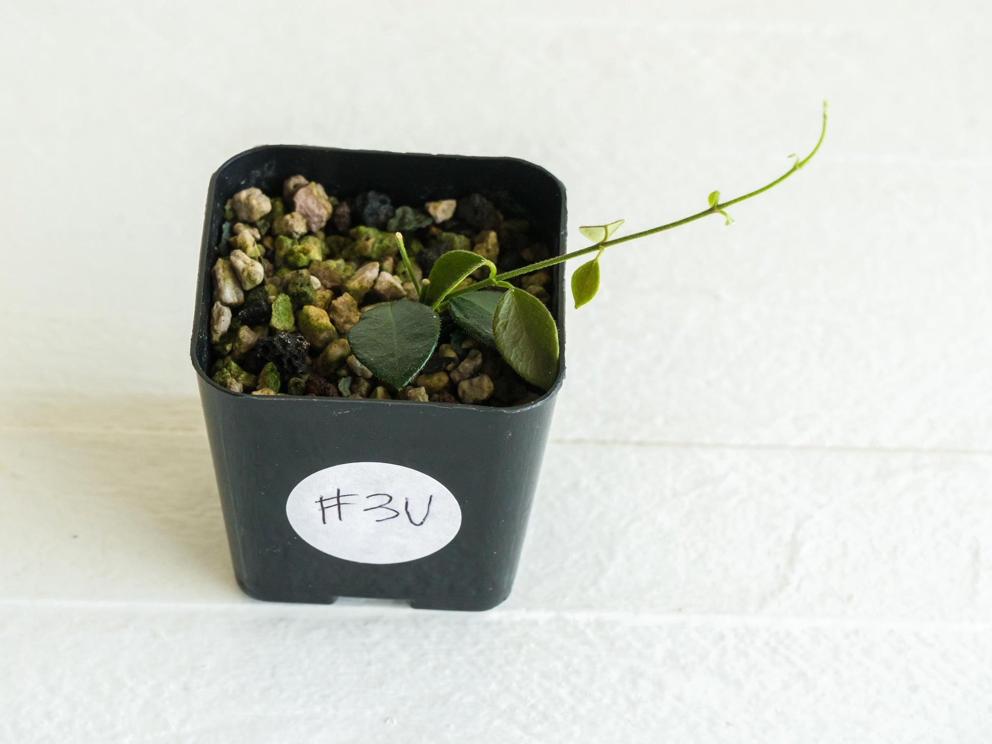 Hoya papua (PNG IM-08) | 2-Inch