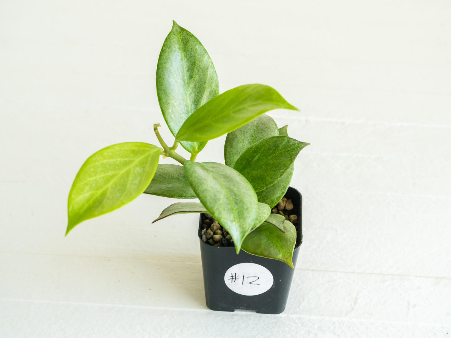 Hoya obscura (Silver) | 2-Inch