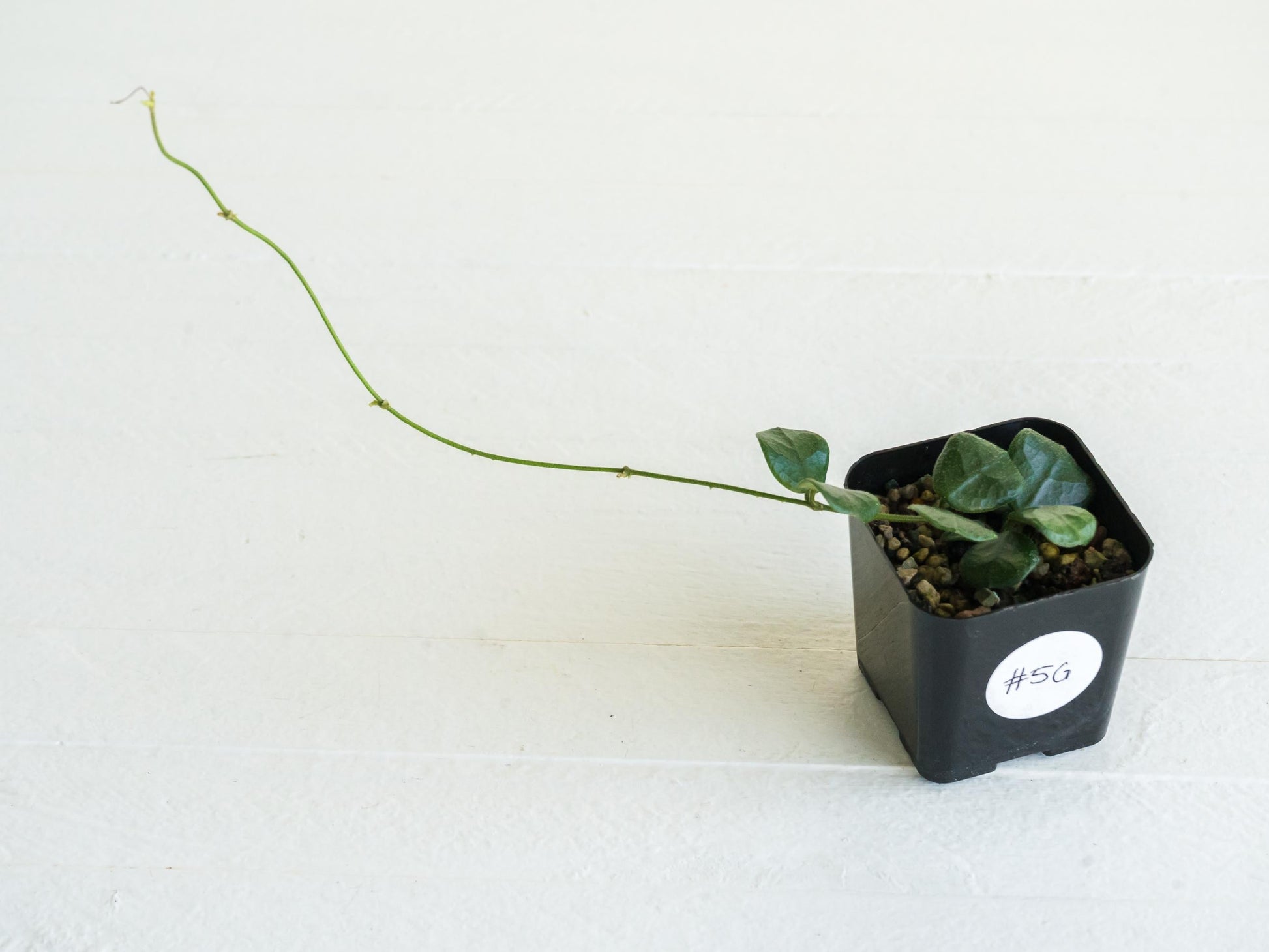 Hoya obcordata | 2-Inch