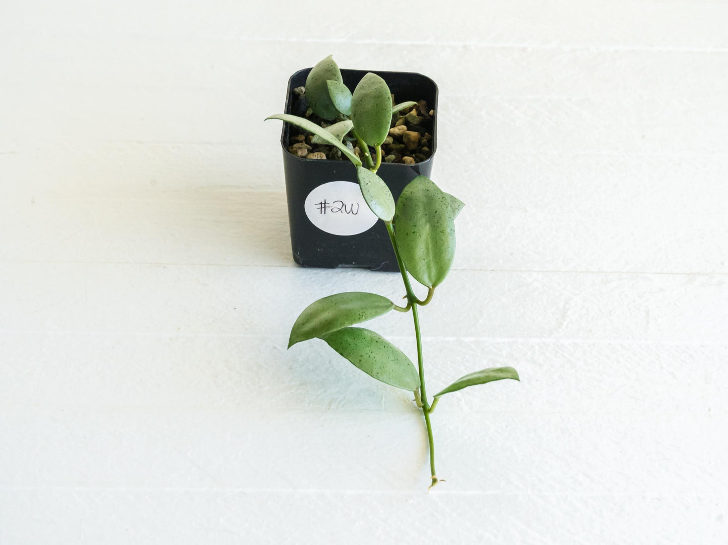 Hoya lacunosa 'Silver Mint Coin' | 2-Inch