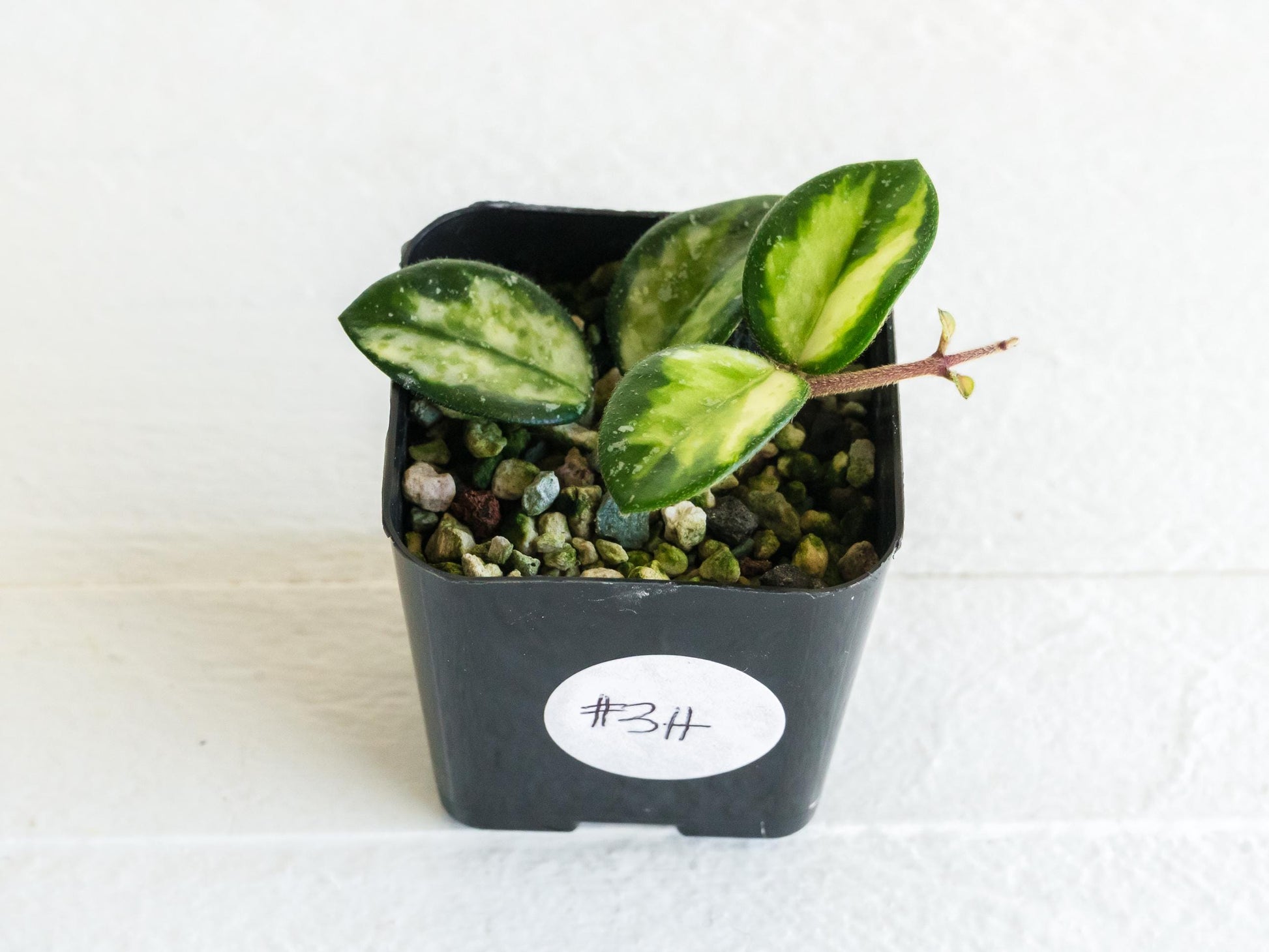Hoya 'Mathilde' (Inner Variegated) | 2-Inch