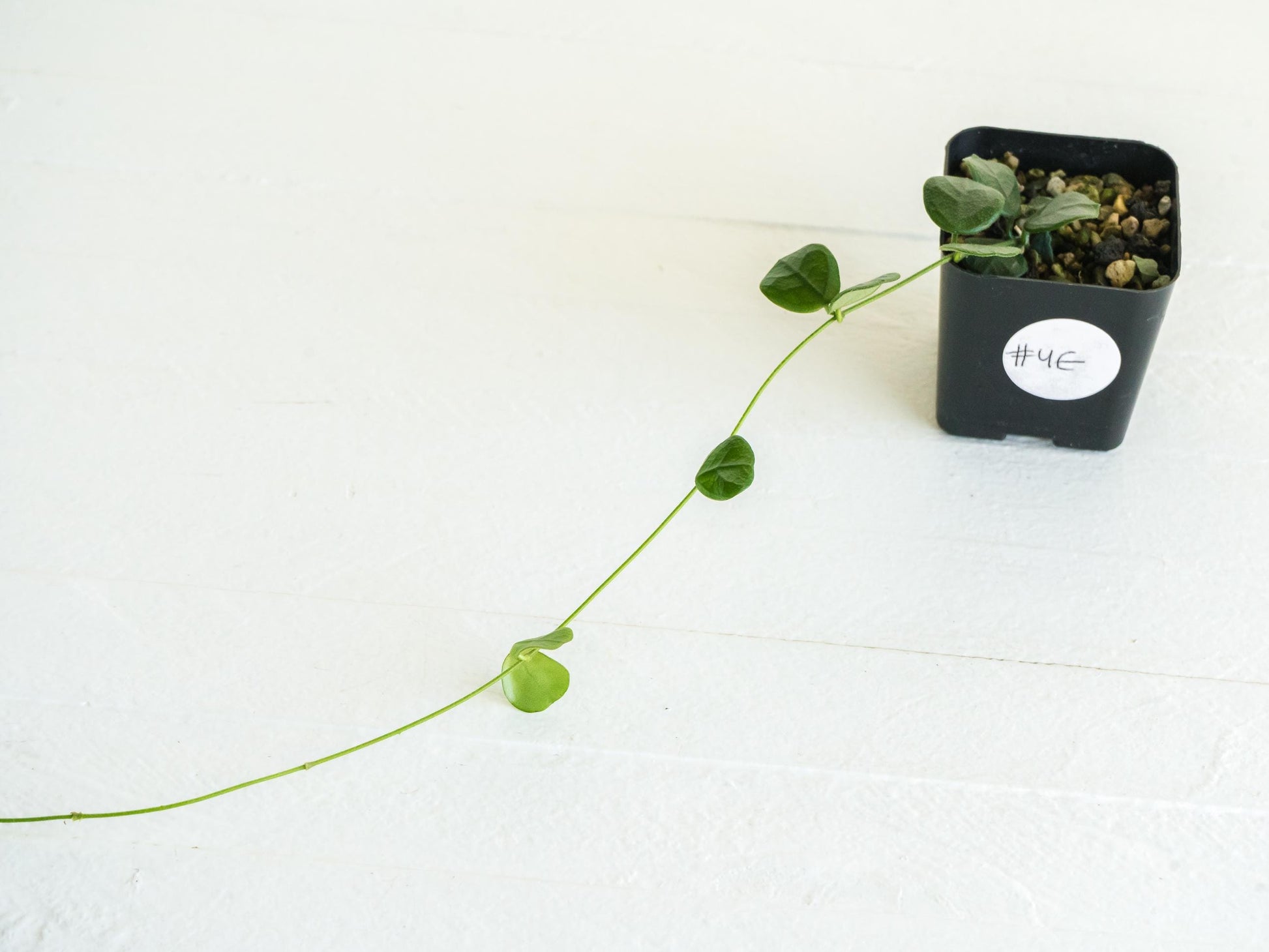 Hoya obcordata | 2-Inch