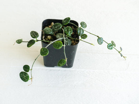 Hoya serpens (Splash) | Large 2-Inch
