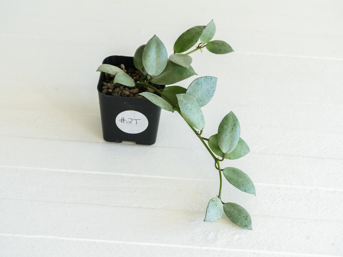 Hoya lacunosa 'Silver Mint Coin' | 2-Inch