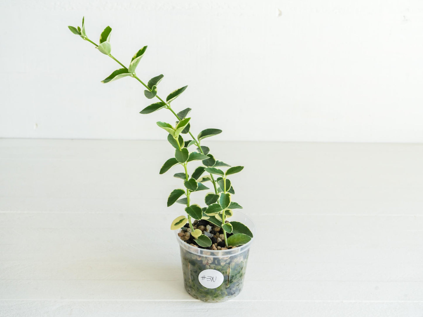 Hoya cumingiana (Albo | Outer Variegated) | 3-Inch