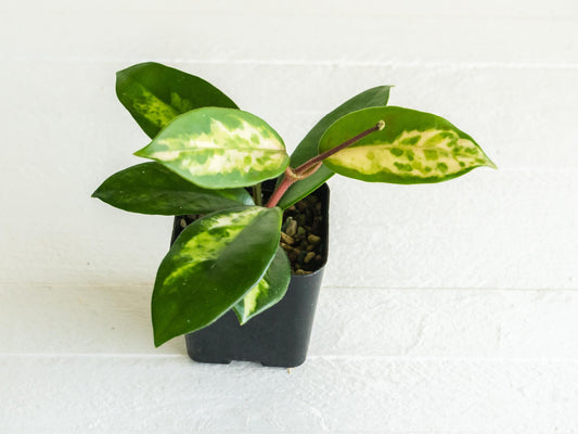 Hoya carnosa 'Madara Green Edge' | 2-Inch