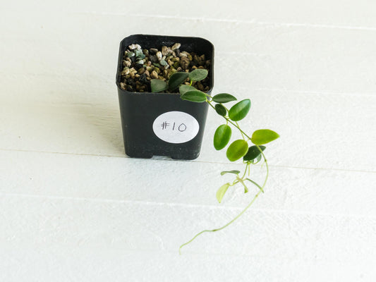 Hoya pulleana IM-02 | 2-Inch
