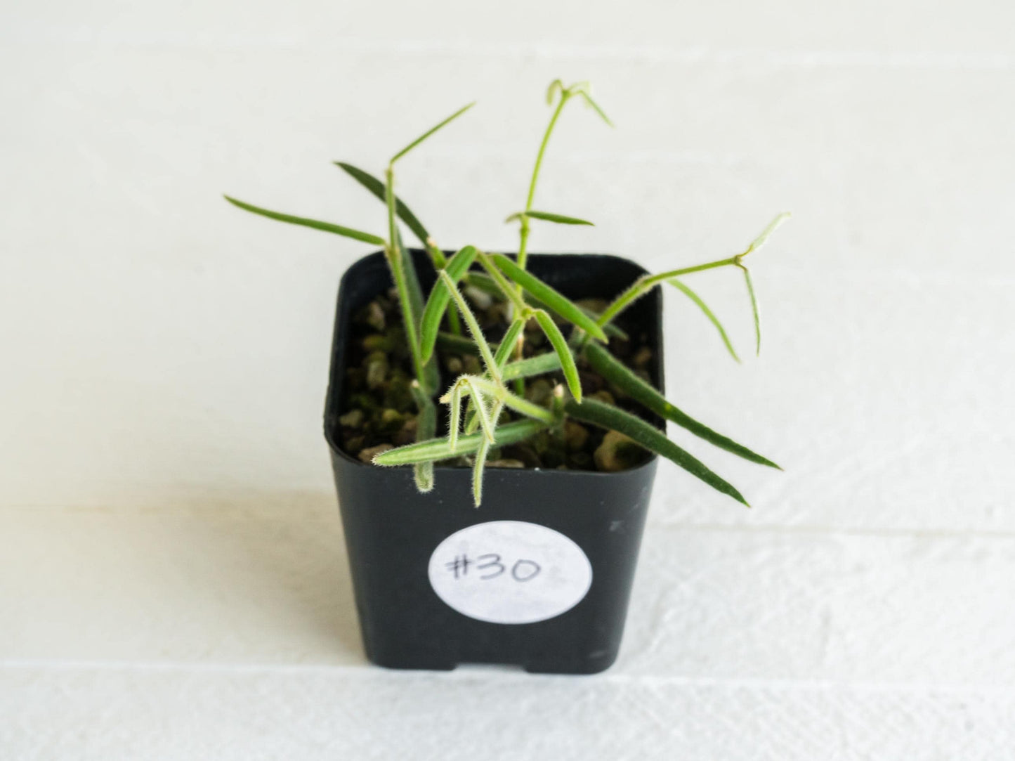 Hoya linearis | 2-Inch