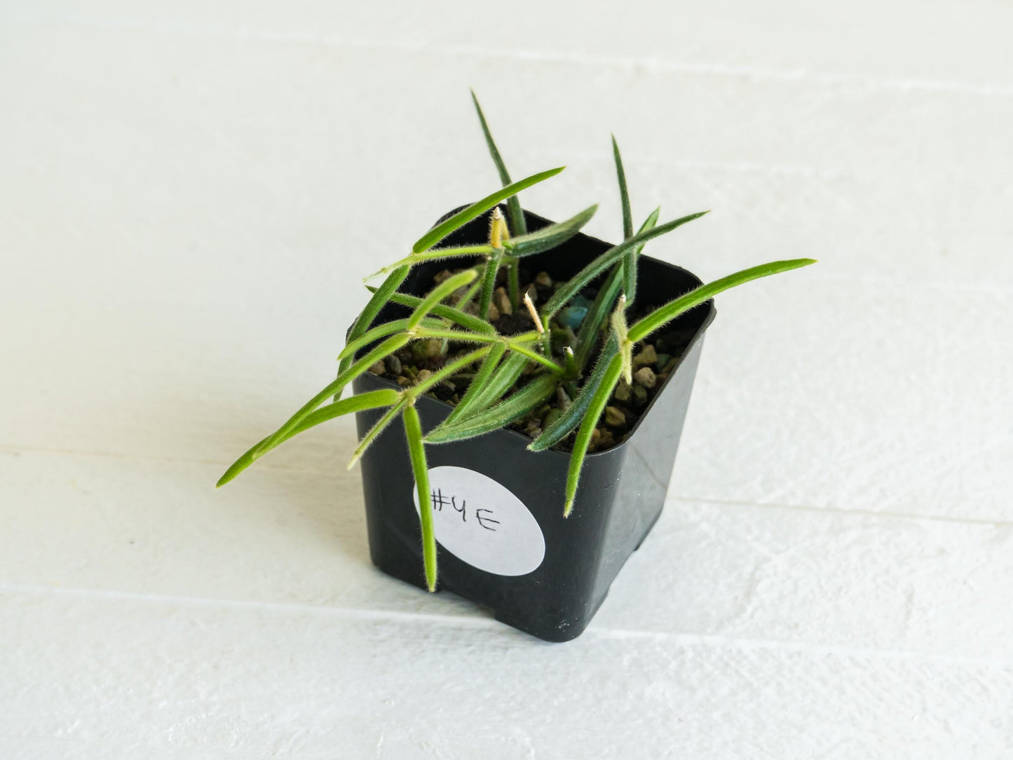 Hoya linearis | 2-Inch