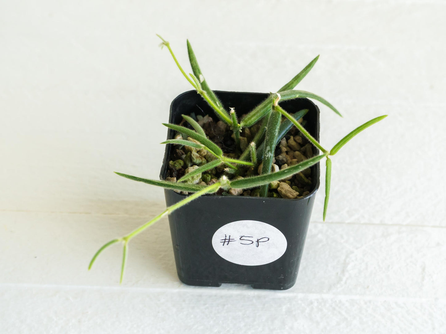 Hoya linearis | 2-Inch