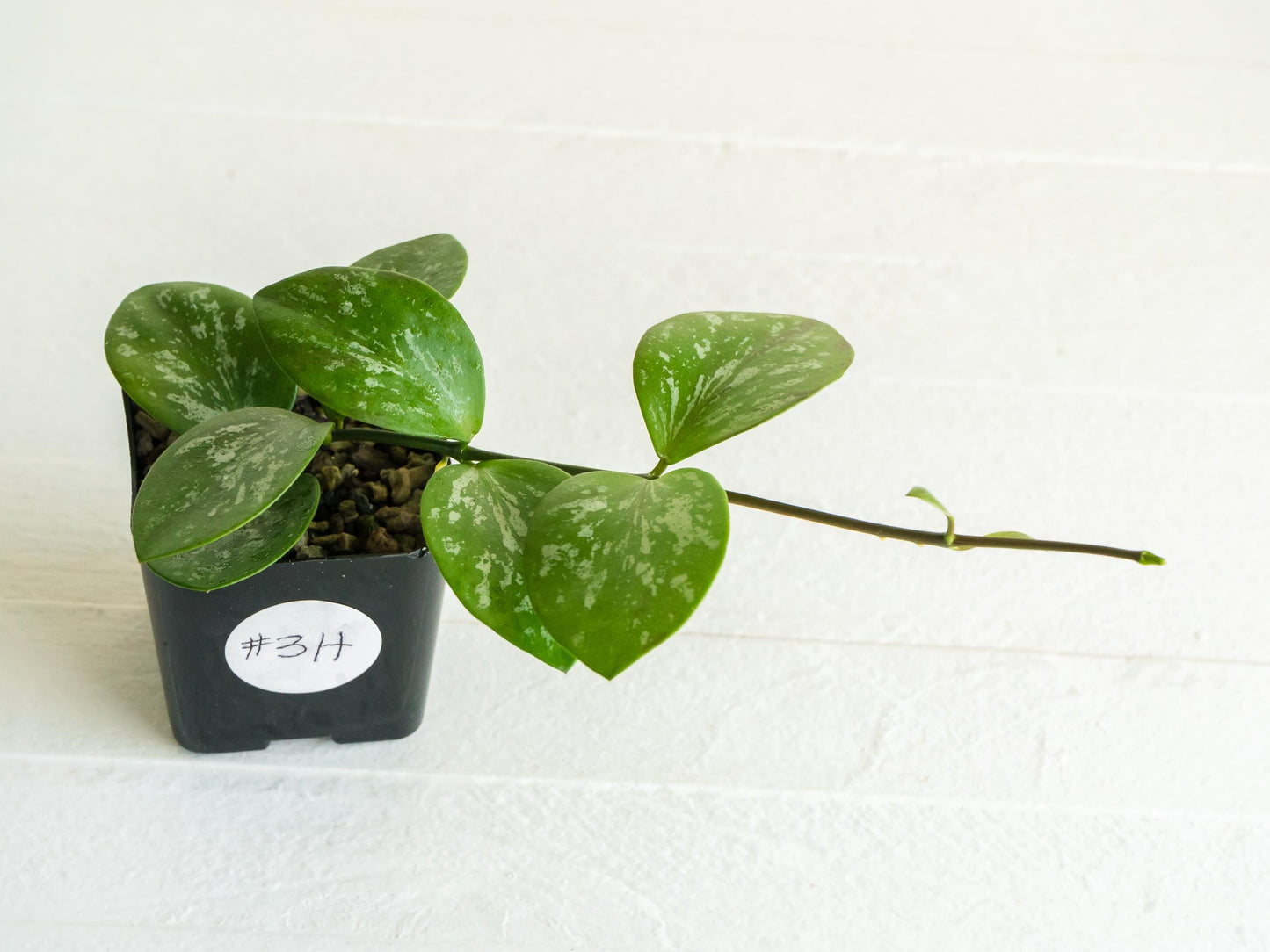 Hoya collina (IR-26) | 2-Inch