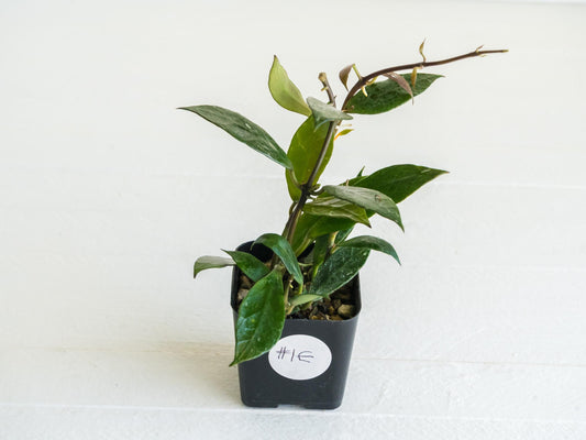 Hoya 'Rebecca' | 2-Inch