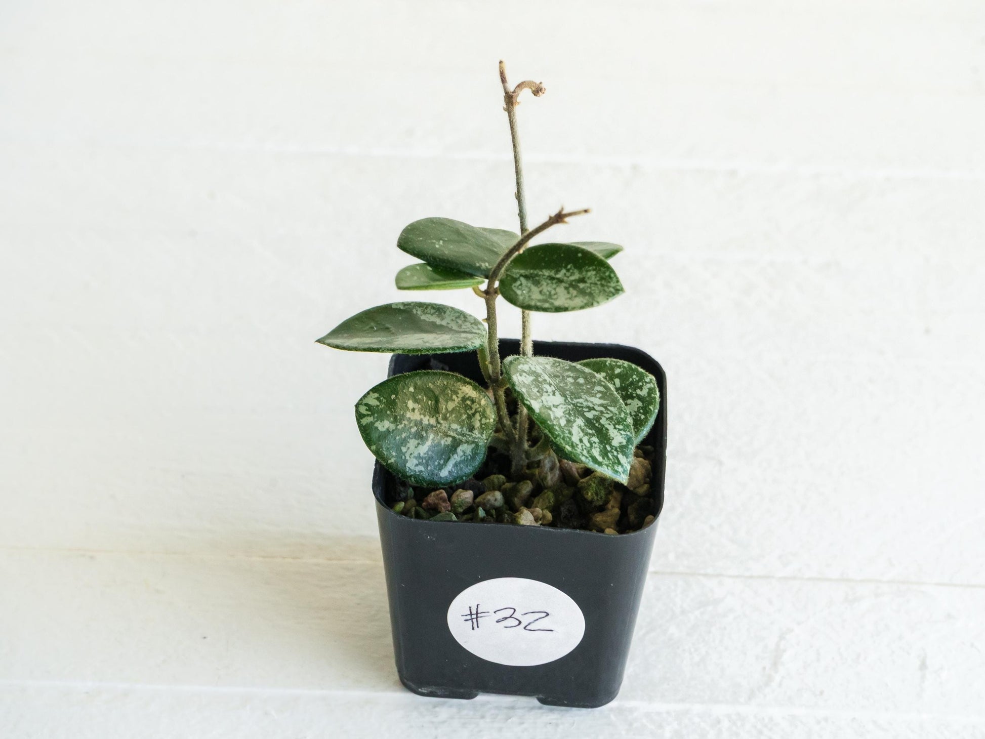 Hoya 'Mathilde' (Splash) | 2-Inch