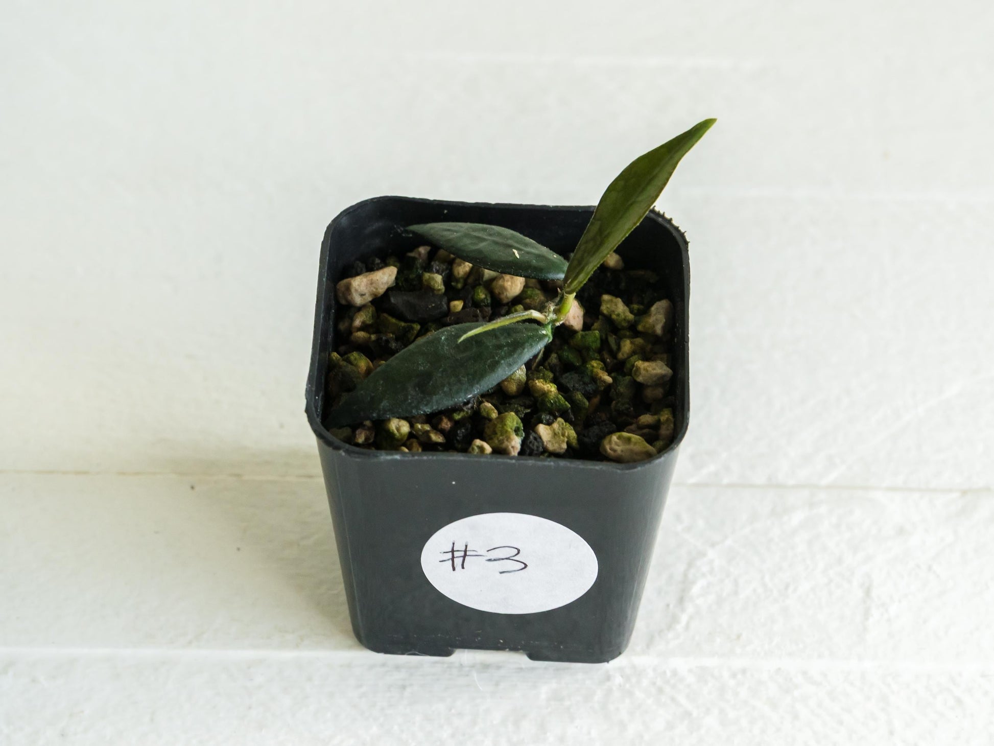 Dischidia GPS-88 | 2-Inch FKA as a Hoya