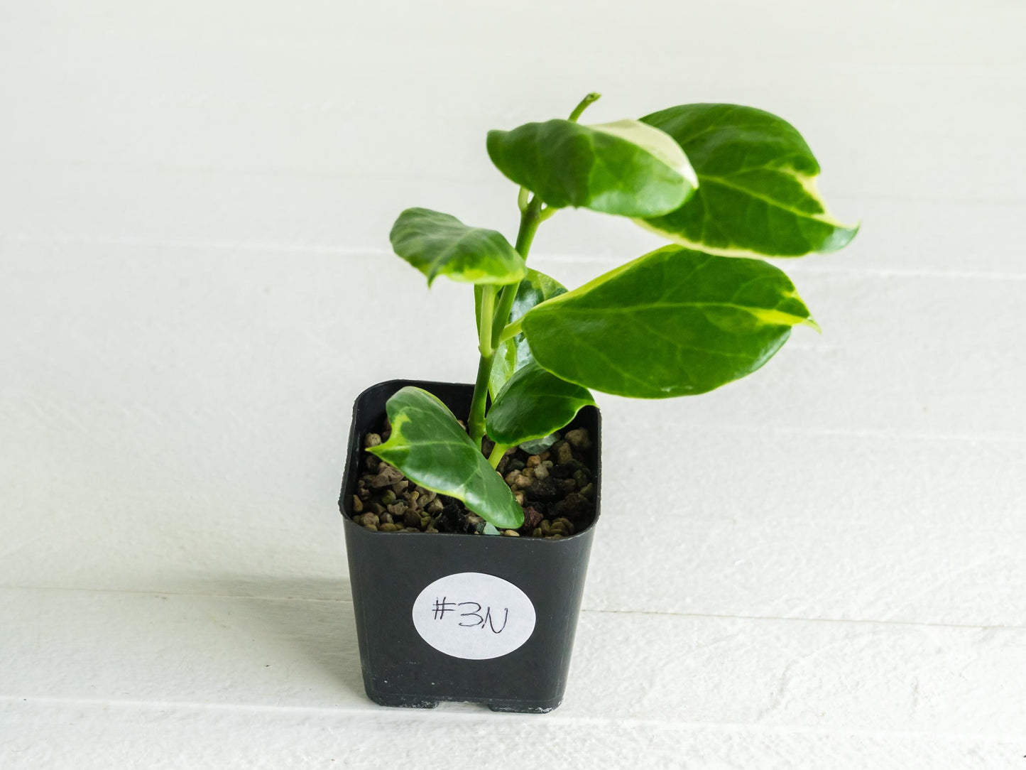 Hoya obscura (Albo | Outer Variegated) | 2-Inch