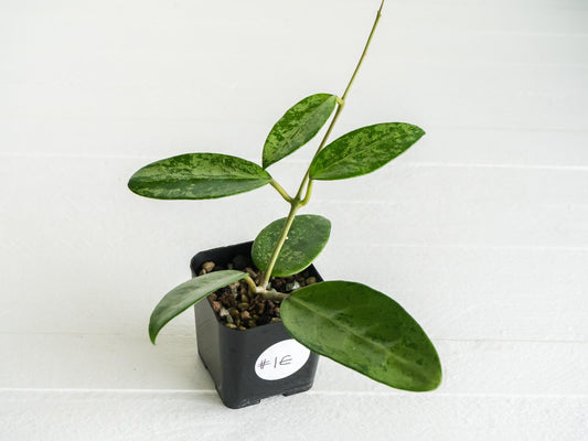 Hoya 'Rime' (Splash) | 2-Inch
