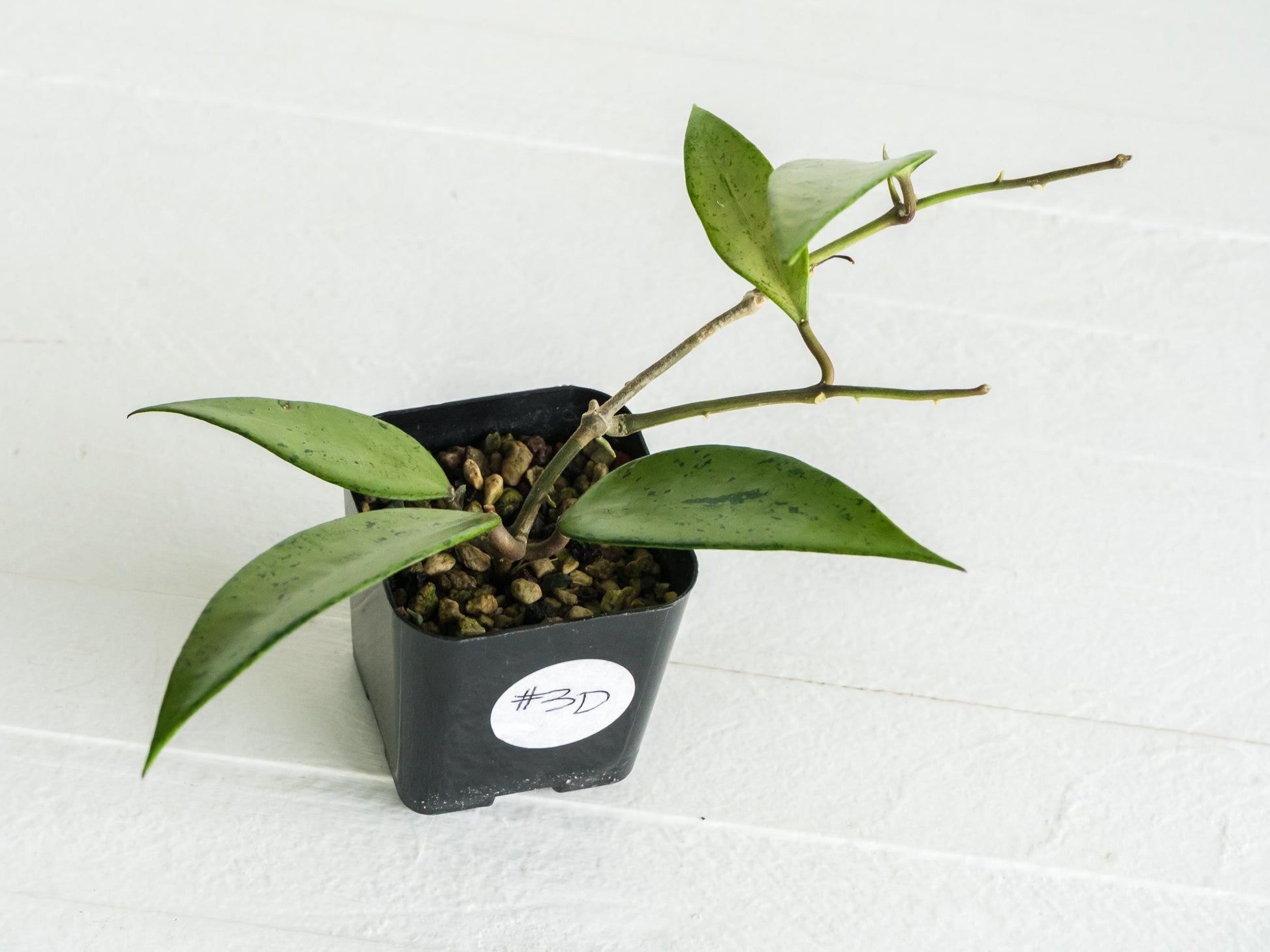 Hoya 'Snow Cui' (Silver) | 2-Inch