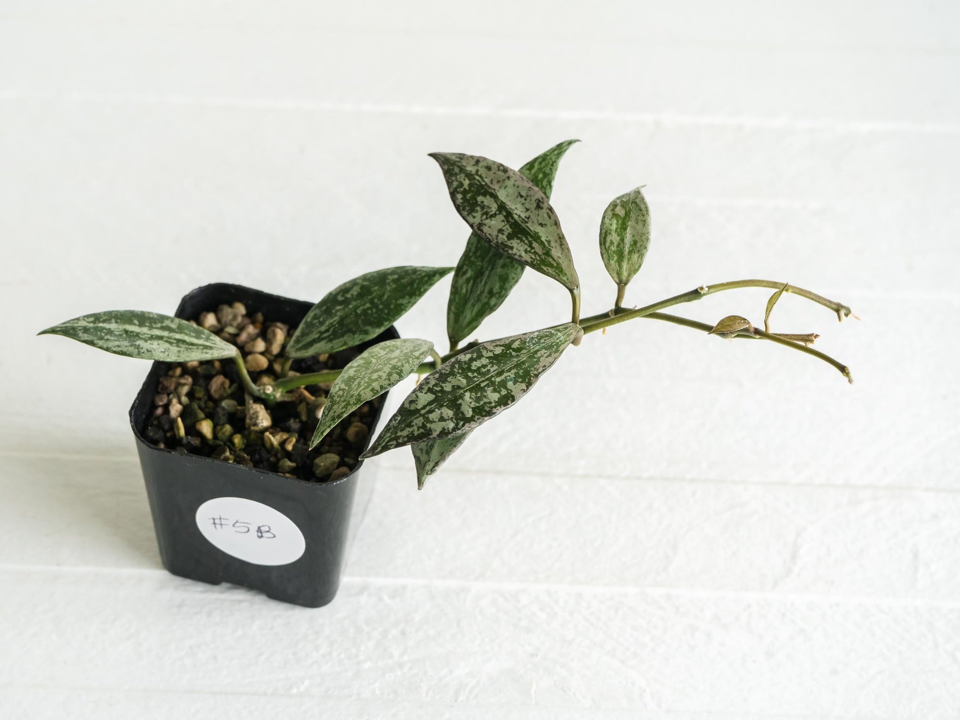 Hoya lacunosa 'Silver Lime' | 2-Inch