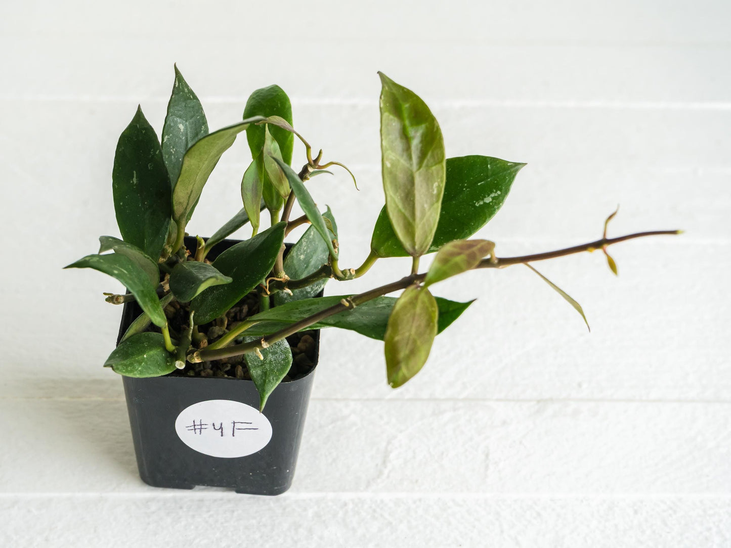 Hoya 'Rebecca' | 2-Inch