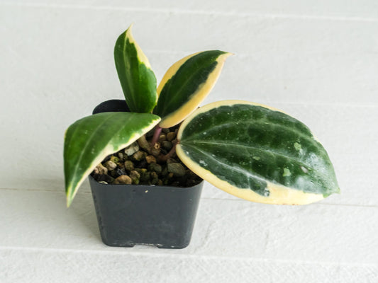 Hoya latifolia (Round Leaf, Albo) | 2-Inch