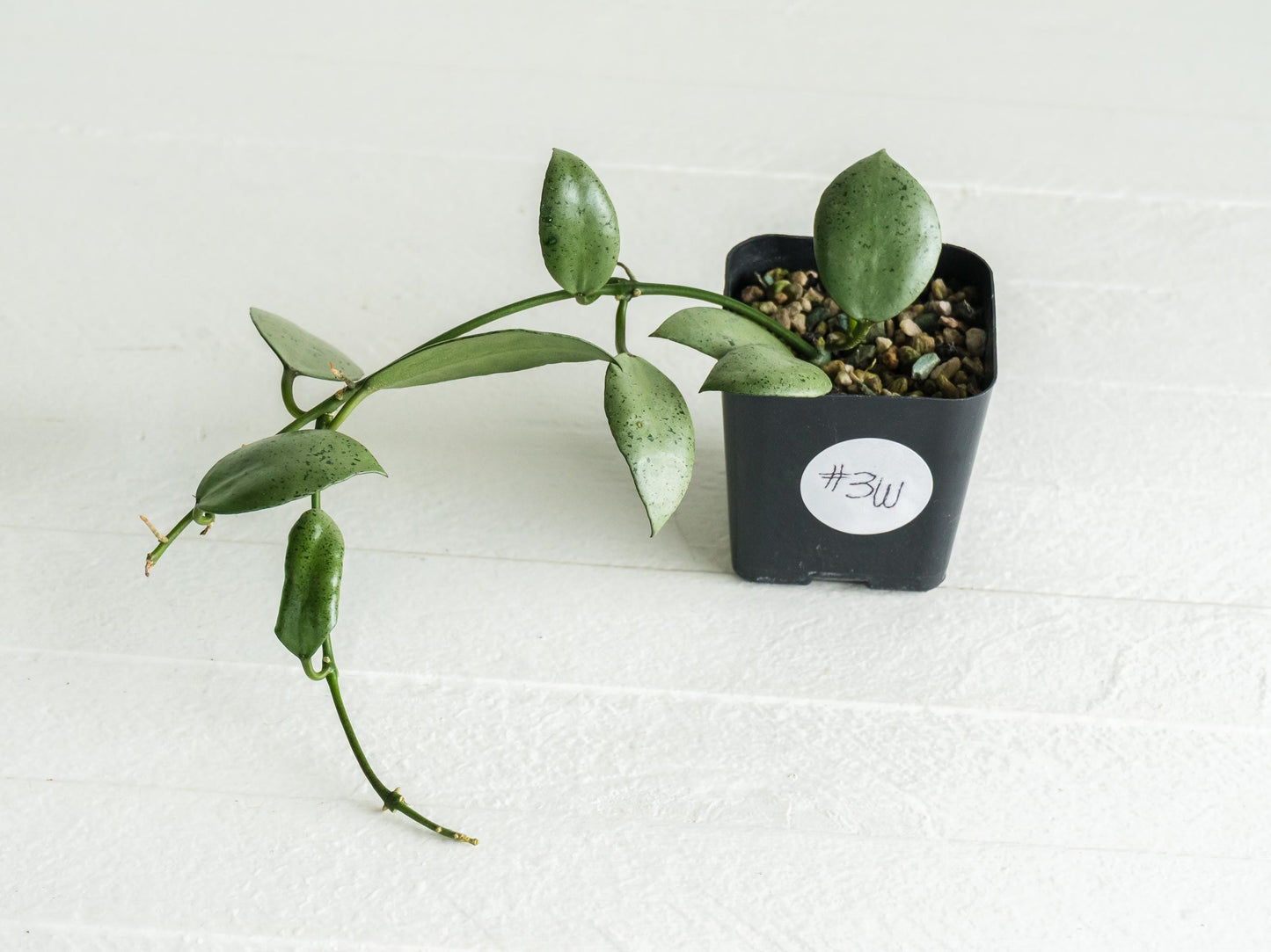 Hoya lacunosa 'Silver Mint Coin' | 2-Inch