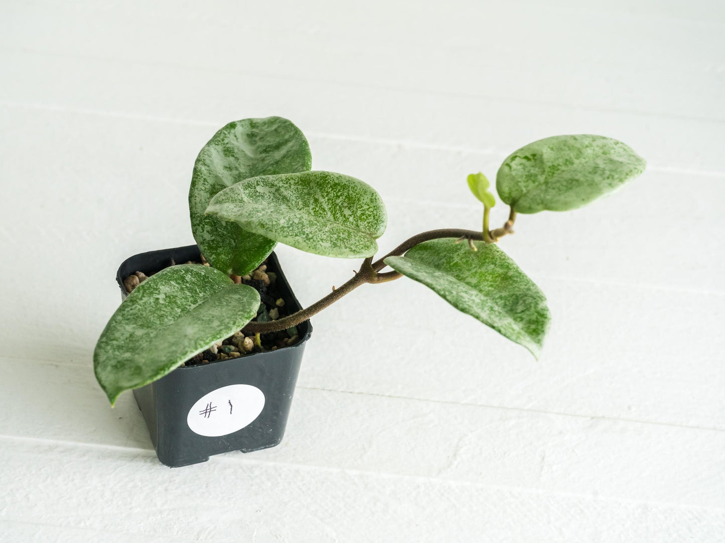 Hoya carnosa 'Nova Ghost' | 2-Inch