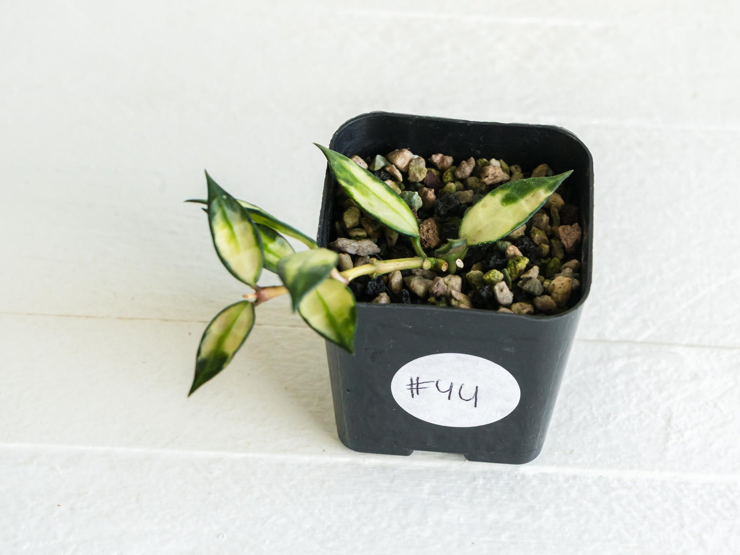 Hoya lacunosa (Inner Variegated) | 2-Inch