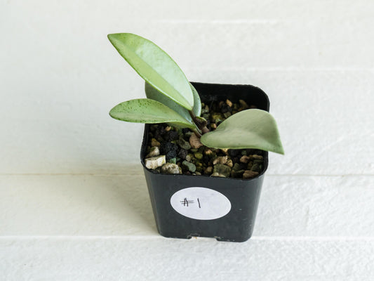 Hoya carnosa 'Wilbur Graves' (Silver) | 2-Inch