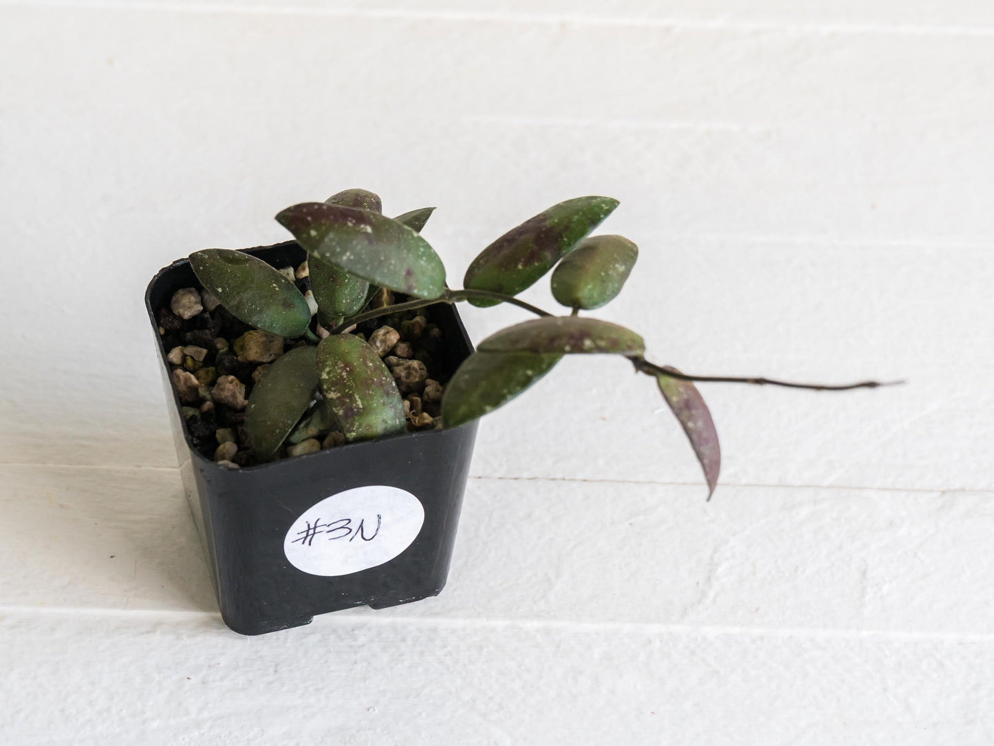 Hoya sigillatis 'Alas River' | 2-Inch