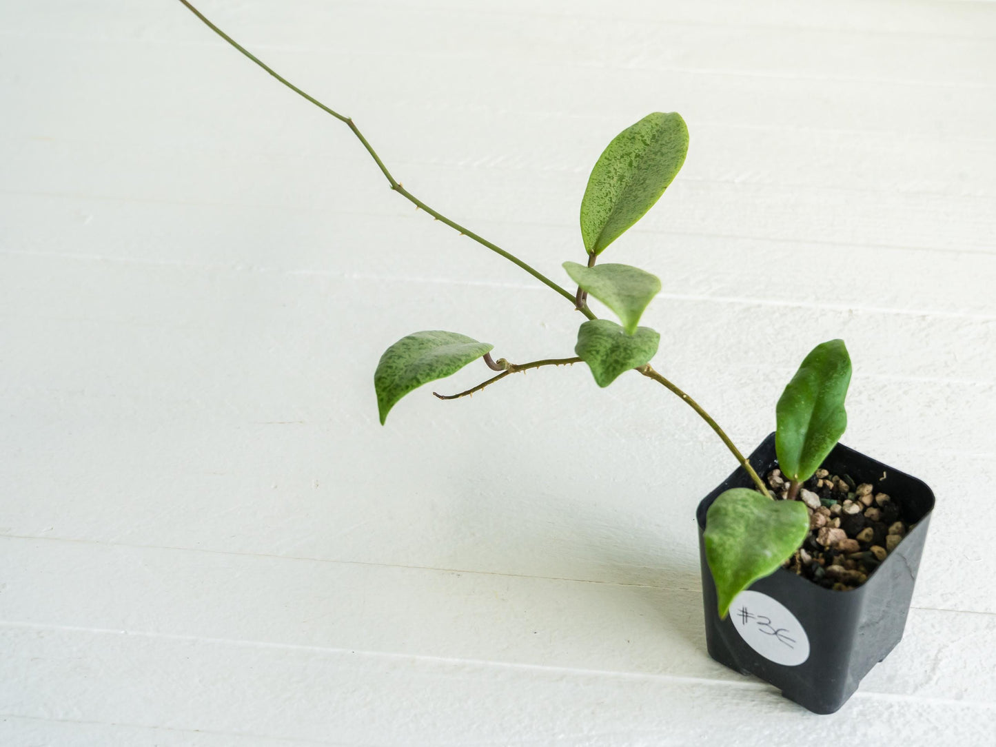 Hoya 'Jita Silver' | 2-Inch