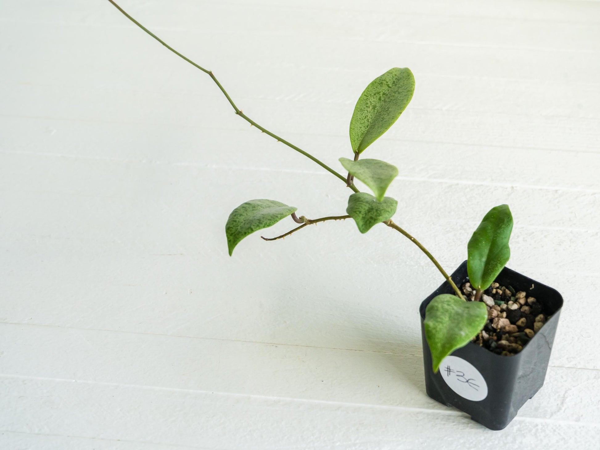 Hoya 'Jita Silver' | 2-Inch